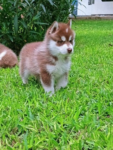 Huskys Siberianos 