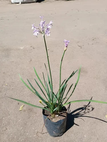 Tulbaghia Violacea, Ajo De Jardin E03