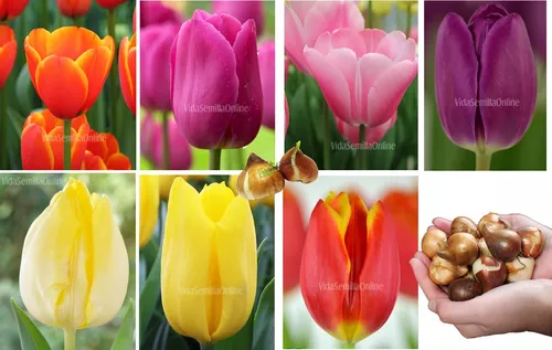 Bulbos De Tulipan Holandes Importados Elige Colores 1pzs | Vida Semilla  Online