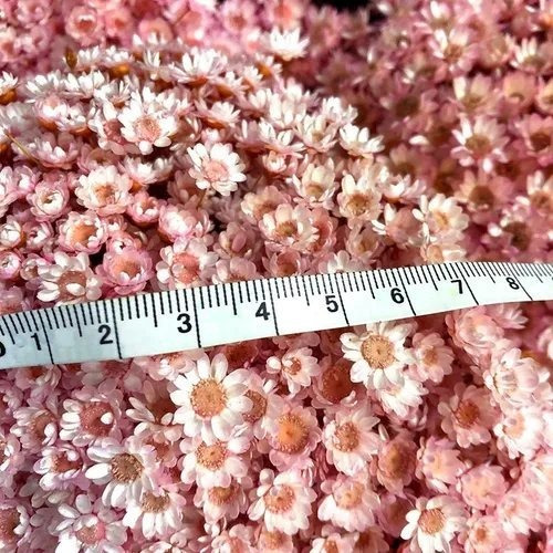 Imagem 2 de 3 de Sempre Viva Florzinha Cor De Rosa I Flores Desidratadas