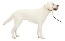 Comprar Collar Suave De Conducción Con Dvd De Entrenamiento Perro