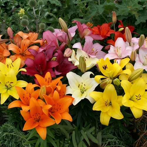 Bulbos De Lilium Colores Surtidos X5