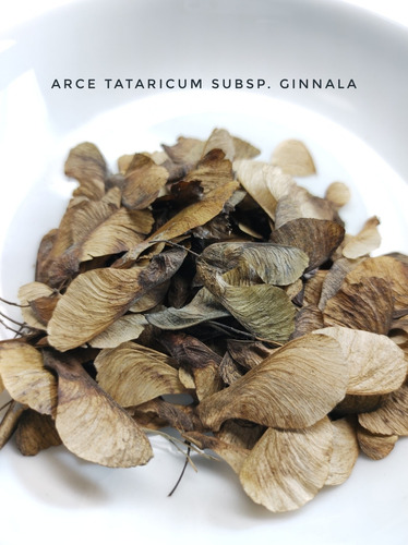 30 Semillas Acer Tataricum Subsp. Ginnala Arce Ginnala Flame