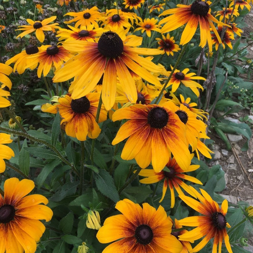 Semillas De Rudbeckia Orgánicas, Alta Germinación 