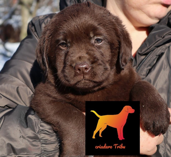 Perro Labrador Color Chocolate Mercadolibre Perro Labrador Color Chocolate Mercadolibre