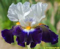 Comprar 1 Rizoma De Lirios Barbados O Iris Germanica Noctambule