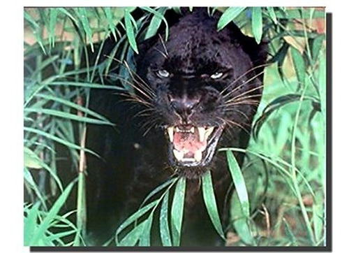 Cuadro De Animal Salvaje Decoración De Pared Pantera Negra ( | Envío gratis Cuadro De Animal Salvaje Decoración De Pared Pantera Negra ( | Envío gratis
