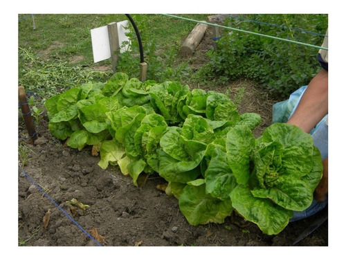 Lechuga Gallega-semillas 200 -linea Premiun