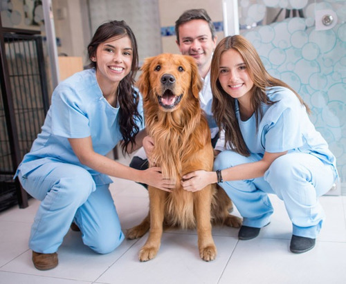 Imagem 3 de 5 de Curso De Auxiliar De Veterinário