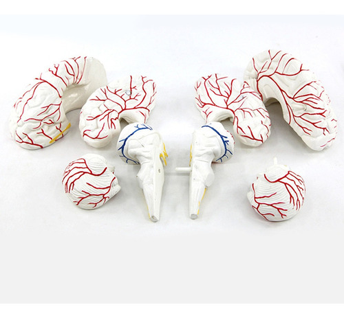 Modelo De Anatomía Cerebro Práctico Escultura 3d 7 Piezas