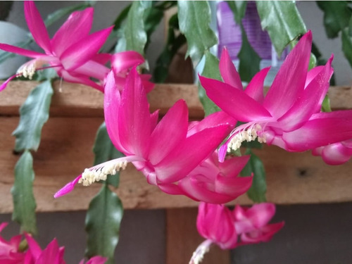 Cactus De Navidad. Santa Teresita. Suculenta