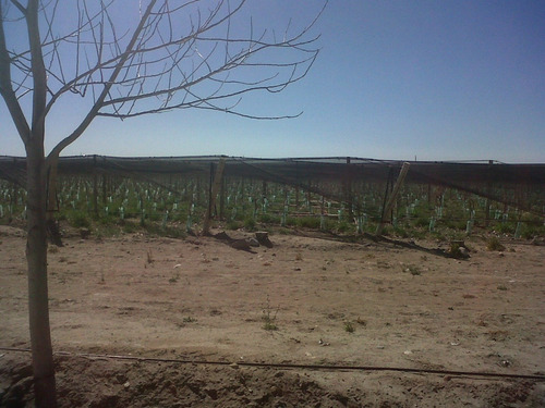 Imagen 7 de 8 de El Cepillo, 51 Has Uvas Finas