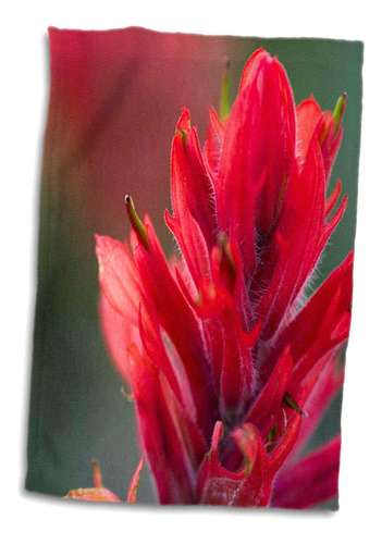 3d Rose Indian Paintbrush-scarlet Paintbrush-flower-na01 Fzu