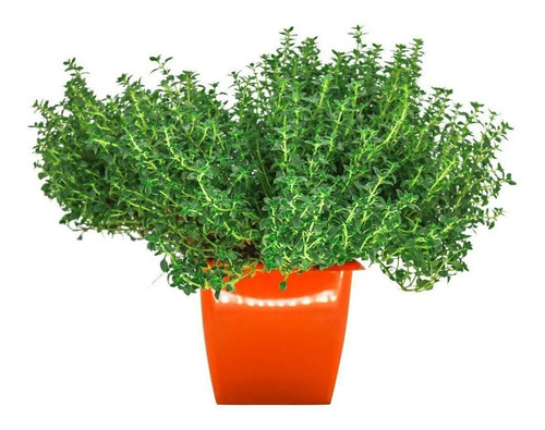 100 Sementes Tomilho/timo ** Thymus Vulgaris