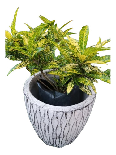 Planta Croton + Maceta Envío Gratis 