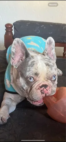 Servicio De Stud (monta) Bulldog Francés