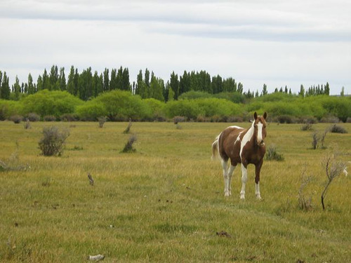 Inmobiliaria Comodoro - Estancia Productiva Próxima A Gobernador Gregores