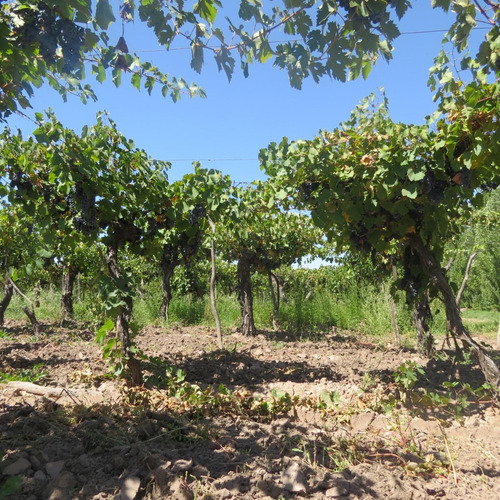 Imagen 6 de 7 de Vendo Finca 10 Ha Con Viñedos Atuel Norte-san Rafael-mendoza