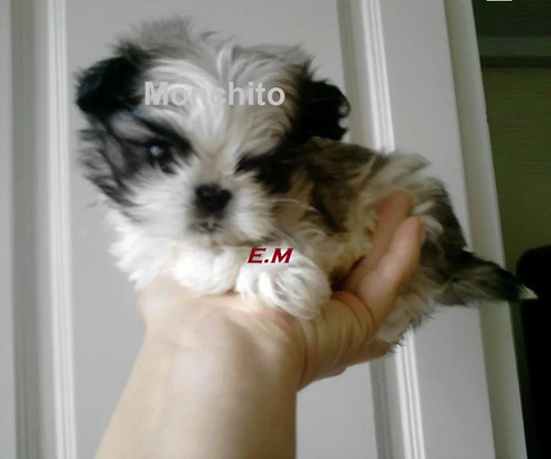 Shitzu Cachorros Mini Toy Vacunados Garantìa De Pureza