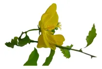 Comprar Malva Del Bosque (pavonia Sepium) - Viviero De Nativas