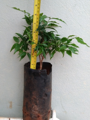 Jabuticaba De Polpa Rósea - Muda De Semente 20 Cm