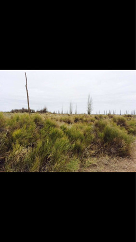 Imagen 5 de 7 de Finca Campo En Mendoza General Alvear 300 Hectareas C/riego