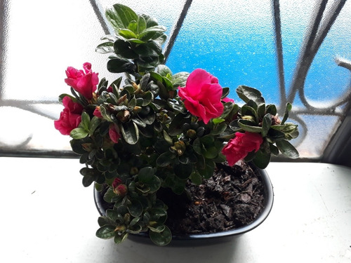 Regaló Día De La Mujer Azalea Doble Cuatro Estaciones Bonsái | MercadoLibre