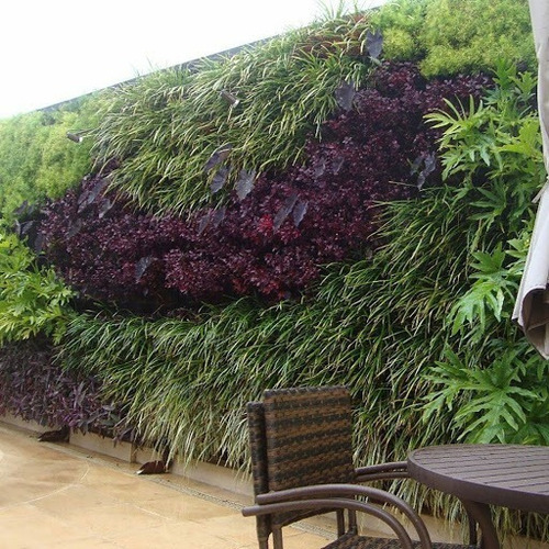 30 Mudas Hemigrafis Raiz Nua Otima Para Jardim Vertical