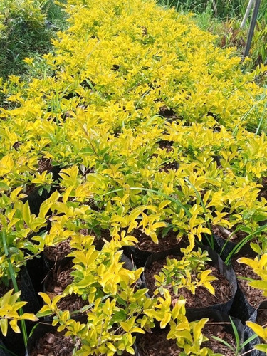 Garbancillo, Durante Verte, Plantas 