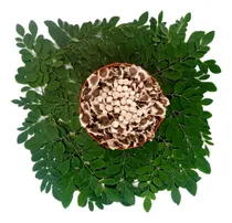 Comprar Semillas De Moringa Sin Cáscara Premium 100% Orgánicas
