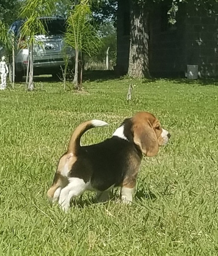 Beagles, Cachorros Excelentes Fca