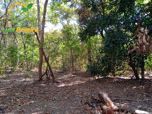 Imagem 1 de 14 de Fazenda À Venda Em Peixe - To - De - 1.263 Hec (pecuária) - 1844