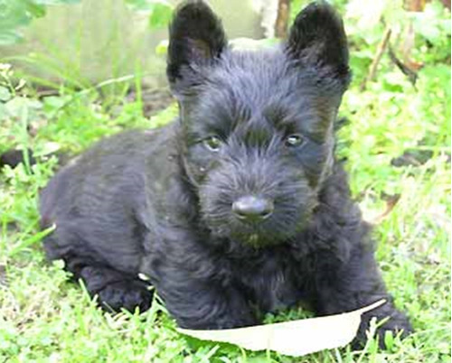 Scottish Terrier (scotch), Divinos Cachorritos Pedigree, Msi