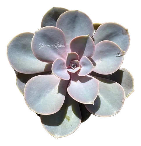 Perle/suculenta Colorida Natural Rosa/lilás/5cm