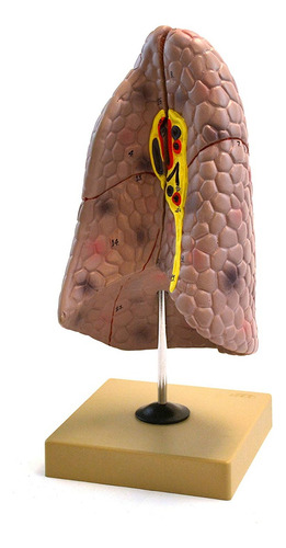 Eisco Laboratorios Pulmón Derecho Humano Modelo Anatómico, 2
