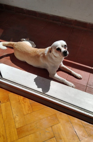 Imagen 2 de 5 de Guardería Canina El Cane !!!