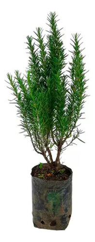 Planta Planta Que Se Parece Al Romero