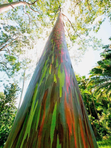 Plantines De Eucalyptus Arcoiris Hermosa Coloración X 3u. Multicolor