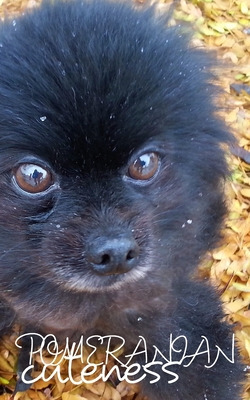 Libro Pomeranian Cutemess Journal: Black Pomerania Blank ...