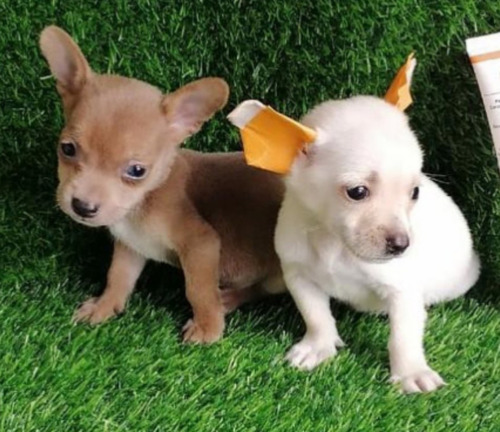 Chihuahuas 