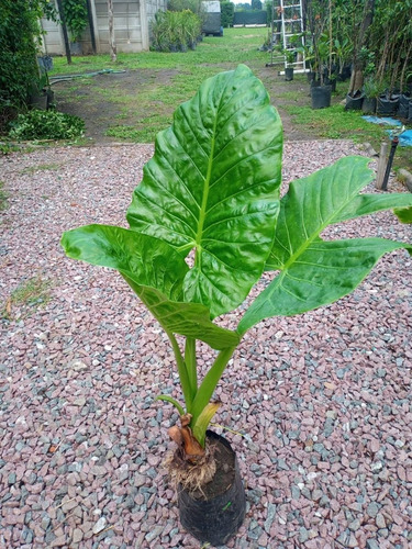 Imagen 2 de 9 de Alocasia Oreja De Elefante - Hermoso - E.gratis A Caba Y Gba