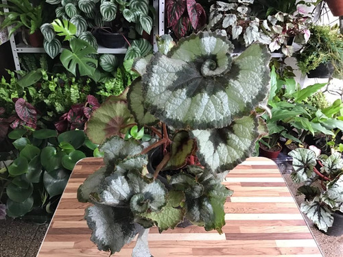 Begonia Caracol | MercadoLivre