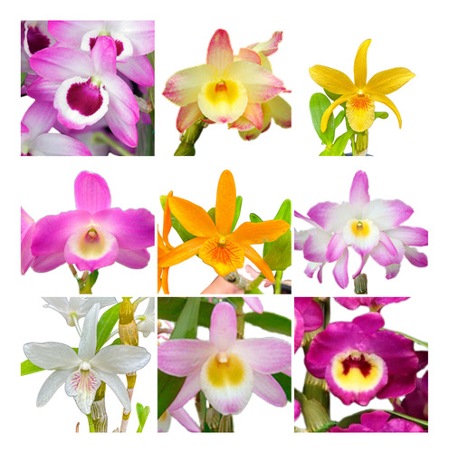 Orquidea Dendrobium Kit C/4 Mudas Lindas