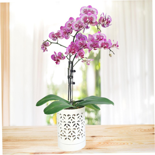Macetas De Orquídeas Con Agujeros De Orquídea De 4k