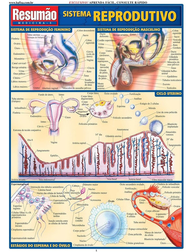 Resumão Medicina - 5 - Sistema Reprodutivo