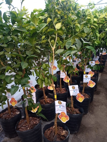 Imagen 4 de 10 de Arbol De Naranjos, Grande Adulto 5 Años , Premium