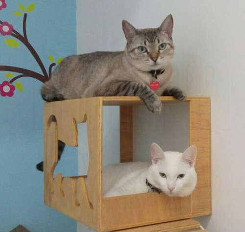 Imagem 2 de 4 de Nicho Toca Casinha Para Gatos Envernizado Ou Pintado