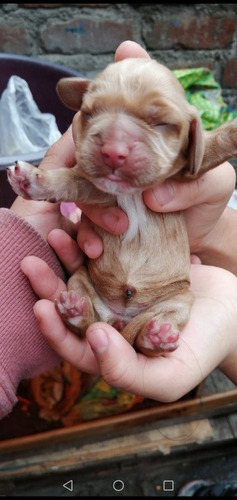 Imagen 6 de 9 de Cachorros Cocker Spaniel