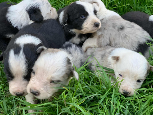 Border Collie