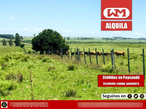 Arrendamiento Campo 3500 Hectáreas Ganaderas El Eucaliptus